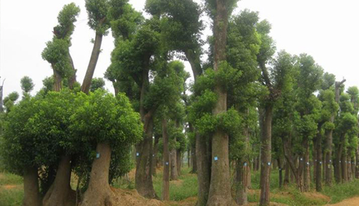 益阳市赫山区远景园林经营部_益阳苗木种植|园林绿化服务|香樟树|桂花|罗汉松销售