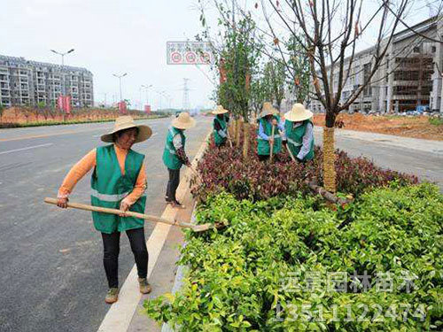 道路绿化