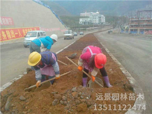 道路绿化